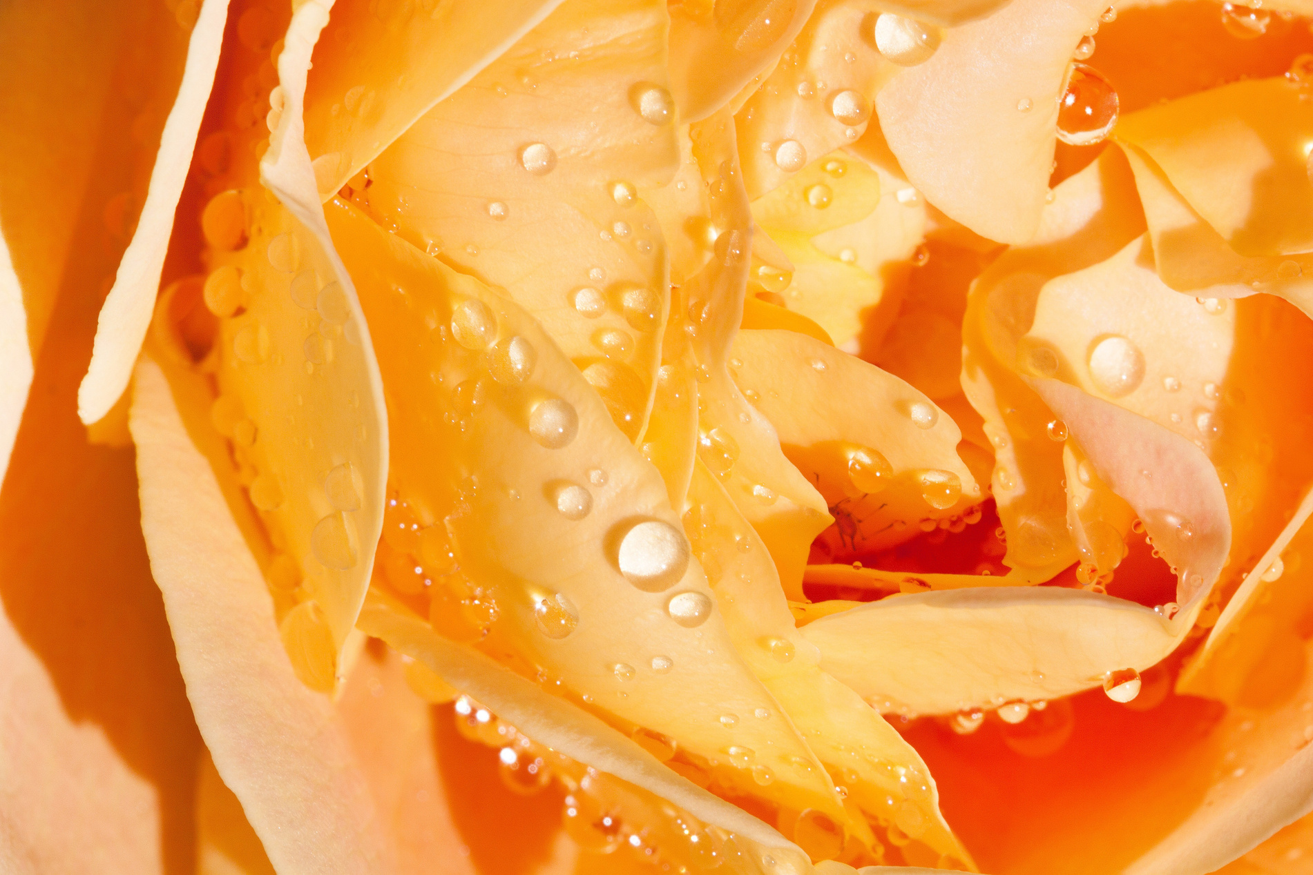 Rose, Pink, Yellow, Flowers, Summer, Flower, Roses
